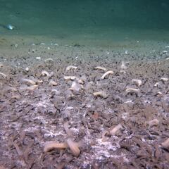 Científicos descubren un ecosistema marítimo nunca visto hasta ahora: “No están completamente aislados”