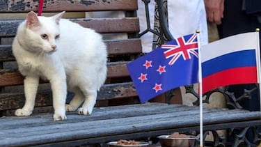 ?Cules fueron los otros animales orculo del Mundial? Tapir Manolo, Armadillo Norman, Gato Aquiles...