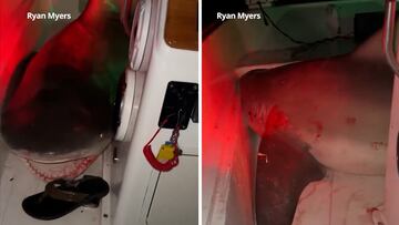 Un tiburón toro salta encima de un barco lleno de pescadores