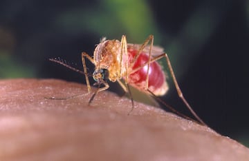 Con la llegada del verano y el calor, los mosquitos se convierten en una de nuestras peores pesadillas. A los mosquitos les atrae una combinación de calor corporal, olor, el dióxido de carbono que los seres humanos y animales exhalan al respirar y el ácido láctico, un elemento que se encuentra en la transpiración. Un dato curioso es que solo los mosquitos hembra pican, porque necesitan la proteína de la sangre para producir sus huevos. 