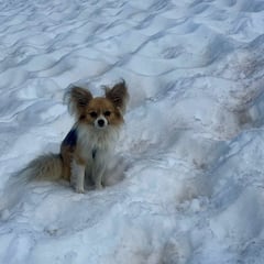 Un chihuahua salva a su amo en un glaciar de Suiza