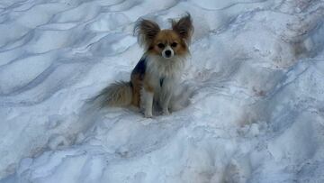 Chihuahua en un glaciar de Suiza