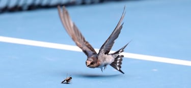 Duelo animal en la pista de Melbourne