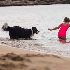 Un labrador nada con un extraño, su dueño le alerta de que espera que no se encuentre con una foca y más tarde comprende la razón
