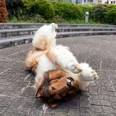 Man pays €13,000 to dress up as a dog for YouTube, TikTok videos