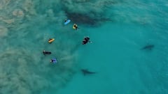 Esto es lo que piensan los surfistas de los tiburones