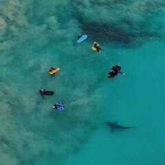 Esto es lo que piensan los surfistas de los tiburones