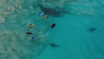 Tiburones junto a grupo de riders de bodyboard y surfistas en Australia