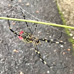 Descubren una nueva araña: su nombre se inspira en Marvel