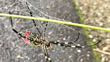 Araña típica en Yamaguchi.