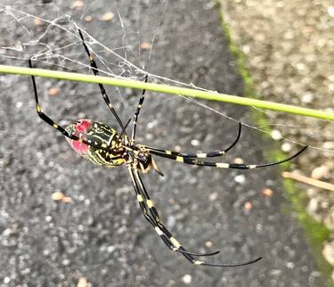 Mireia y Vall, atracciones de unos Nacionales en la cuna acuática