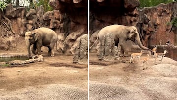 Viral rescate de un elefante a una gacela que se estaba ahogando