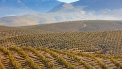 Los mayores productores de aceite de oliva del mundo