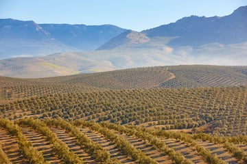 España es, con mucha diferencia, el país productor de aceite de oliva más importante del mundo con entre el 40 y el 55% de la producción total. En 2023 rozó las 800.000 toneladas y para la próxima cosecha se estima que superará dicha cifra. Son cantidades que dependen de la sequía, un problema sistémico que arrastra el país desde hace años. La gran última cosecha fue en la campaña 2018-19 con casi 1,8 millones de toneladas. La producción en los últimos tiempos oscila, según el año, entre 1 y 1,8 millones de toneladas. En la foto, vista de los olivares de Jaén, la provincia con mayor producción. 