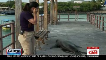 Un lobo marino sorprende a una reportera en pleno directo