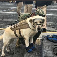 La perrita Frida se encuentra delicada de salud; sus padecimientos son propias de su edad