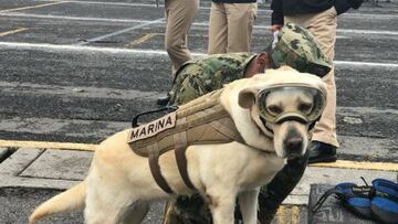 La perrita Frida se encuentra delicada de salud; sus padecimientos son propias de su edad