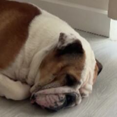 El sueño de un adorable bulldog que ha hecho explotar las redes sobre lo que podría ser: “Está nadando en el océano”