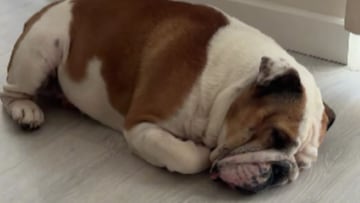 Instagram (dusty.thebulldog)