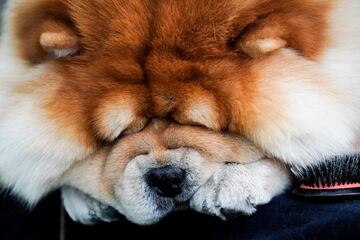 A Chow Chow duerme durante un descanso.