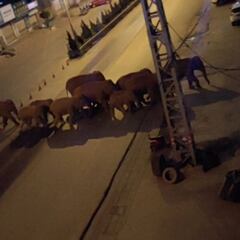 El recorrido de una manada de elefantes asusta en China