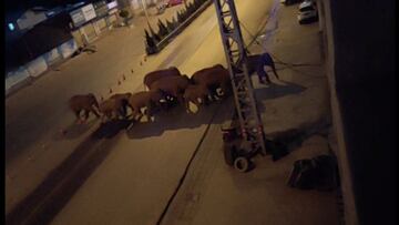 A herd of elephants walk along a road in Eshan, Yunan, China, May 27, 2021 in this still image taken from video obtained from social media. Eshan County Fang Yuan Car Care Center/ via REUTERS THIS IMAGE HAS BEEN SUPPLIED BY A THIRD PARTY. MANDATORY CREDIT