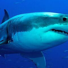 La vacuna contra la COVID-19 pone en peligro a medio millón de tiburones