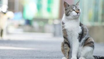 Los gatos pueden contagiarse
de coronavirus entre ellos