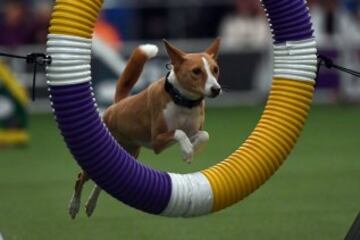 Westminster Kennel Club Masters Campeonato de Agility