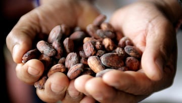 FILE PHOTO: A Peruvian farmer shows grains of cacao in the jungle town of Lamas in Tarapoto, March 6, 2009. REUTERS/Mariana Bazo/File Photo