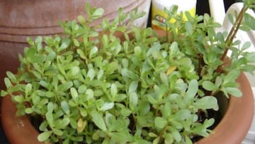 Muchos piensan que esta planta común en España es una mala hierba pero es un aliado para hígado y riñones