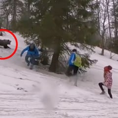 Un oso ataca a unos turistas que le daban comida para conseguir un selfie