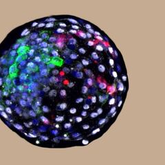 Los 'embriones quimera' humano-mono, creados con un toque español