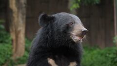La cabeza de un oso negro asiático en Japón.