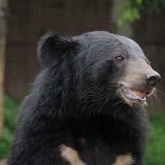 Japón supera por primera vez los 200 ataques de oso en un año