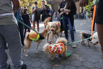 Tompkins Square Park es un parque de cuatro hectáreas del East Side de Manhattan en Nueva York donde se han reunido numerosos perros disfrazados para Halloween.