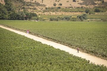 La Gran Fondo Ruta del Vino congregó a cerca de 80 competidores en el Valle de Colchagua.