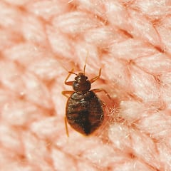 Las chinches regresan a las casas: el producto que está en todas las casas que las repele fácilmente