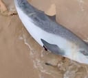 Kitesurfistas devuelven al agua un delfín varado en una playa de Fuerteventura
