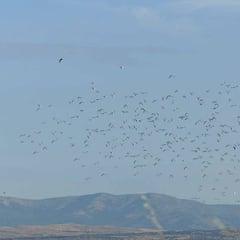 La media veda o veda llena