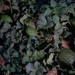 El superalimento africano bueno para la circulación y antiinflamatorio