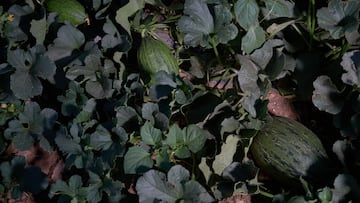 Melones en una planta, a 20 de julio de 2023, en Alcázar de San Juan, Ciudad Real, Castilla-La Mancha (España). La escasa oferta de melones y sandías ha hecho que suba el precio de estas frutas típicas del verano, alcanzando los 2,50 euros el kilo cuando por estas mismas fechas se vendían a 1,20 euros el kilo. Esta escasez es debida a las altas temperaturas y las precipitaciones intermitentes de mayo y junio, que hicieron que se echaran a perder muchos frutos.
20 JULIO 2023;MELONES;SANDÍAS;CULTIVOS;ALCAZAR DE SAN JUAN;AGRICULTURA
Europa Press
20/07/2023