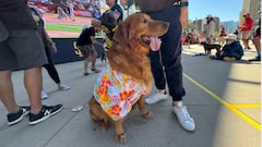 San Diego Padres recibe a decenas de perros en el Petco Park