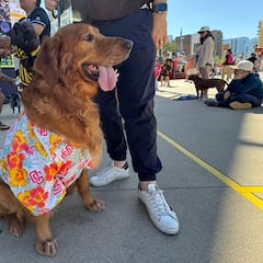 San Diego Padres recibe a decenas de perros en el Petco Park