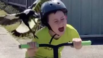 Una urraca ataca a un niño que va en patinete en Nueva Gales del Sur (Australia).