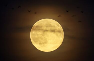 Una bandada de cuervos sobrevuela Frankfurt, Alemania. De fondo la superluna del Castor ilumina su camino.