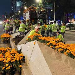 Flores de cempasúchil adornan avenidas de la CDMX por Día de Muertos