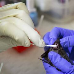 Scientists dismiss theory that coronavirus was developed in Chinese labs