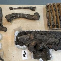 Hallazgo histórico en Argentina