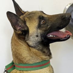 Las razas de perros más activas: ¿cuáles son y en qué habilidades destacan?